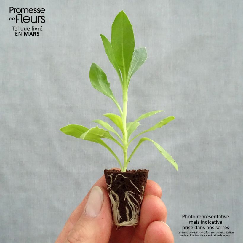 Example of Kapmargerite Tradewinds Trailing Deep Purple - Osteospermum Mini-Plug Ø 3/4 cm as you get in printemps