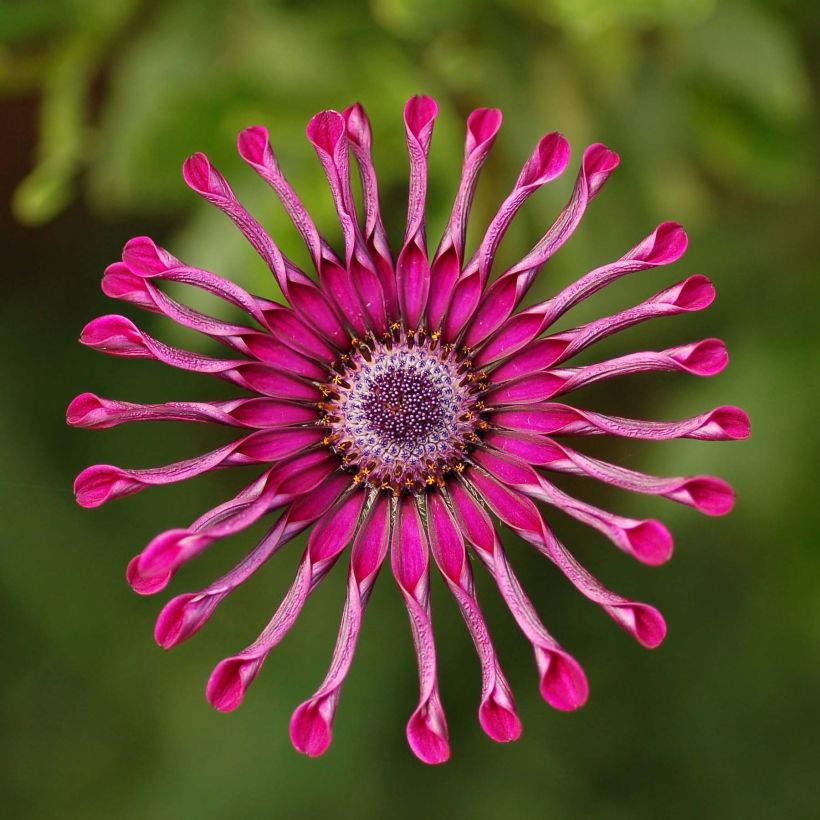 Kapmargerite Flower Power Spider Purple - Osteospermum (Flowering)
