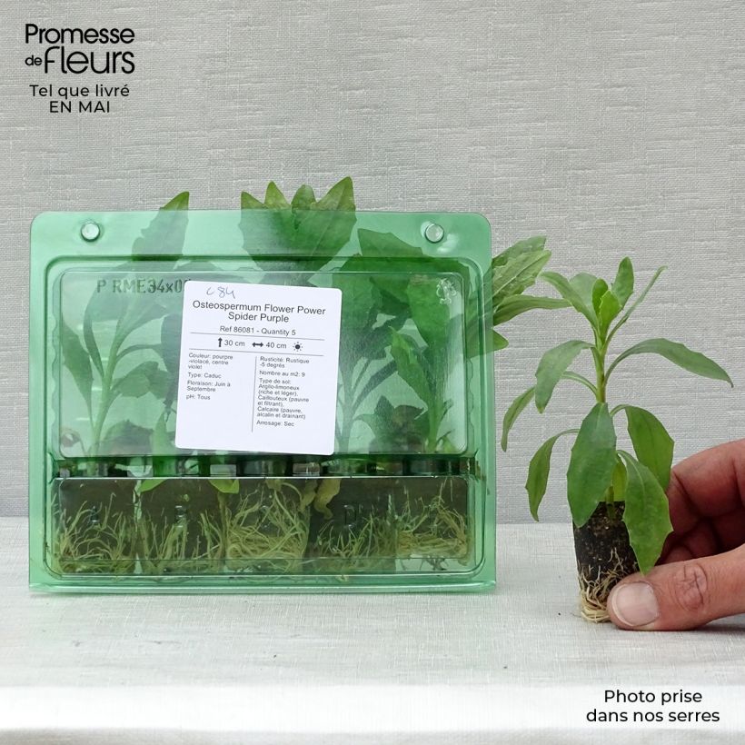 Example of Kapmargerite Flower Power Spider Purple - Osteospermum Mini-Plug Ø 3/4 cm as you get in printemps