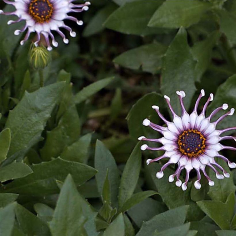 Kapmargerite Flower Power Spider White - Osteospermum (Flowering)