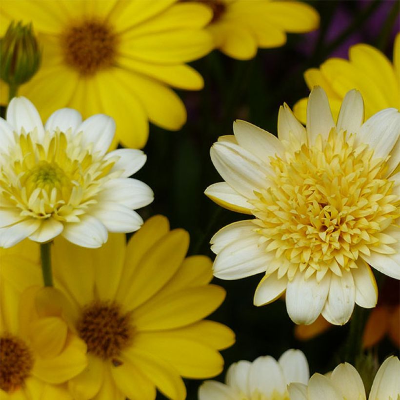 Kapmargerite Summersmile Double Golden Yellow - Osteospermum (Flowering)