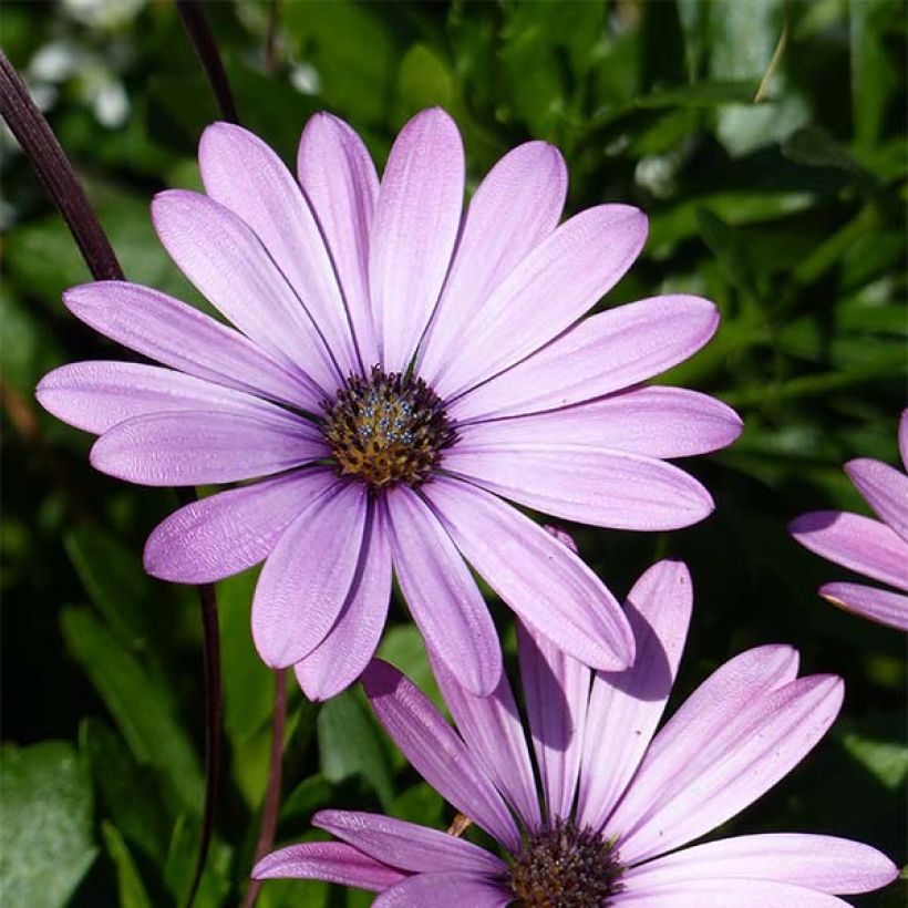 Kapmargerite Summersmile Soft Violet - Osteospermum (Flowering)