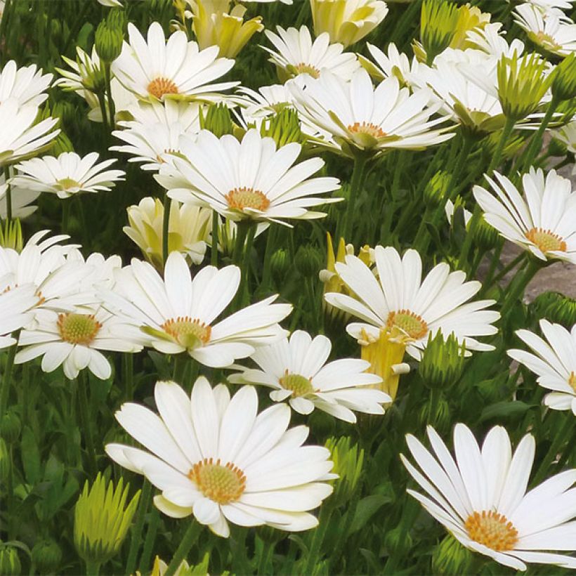 Kapmargerite Summersmile Cream - Osteospermum (Flowering)