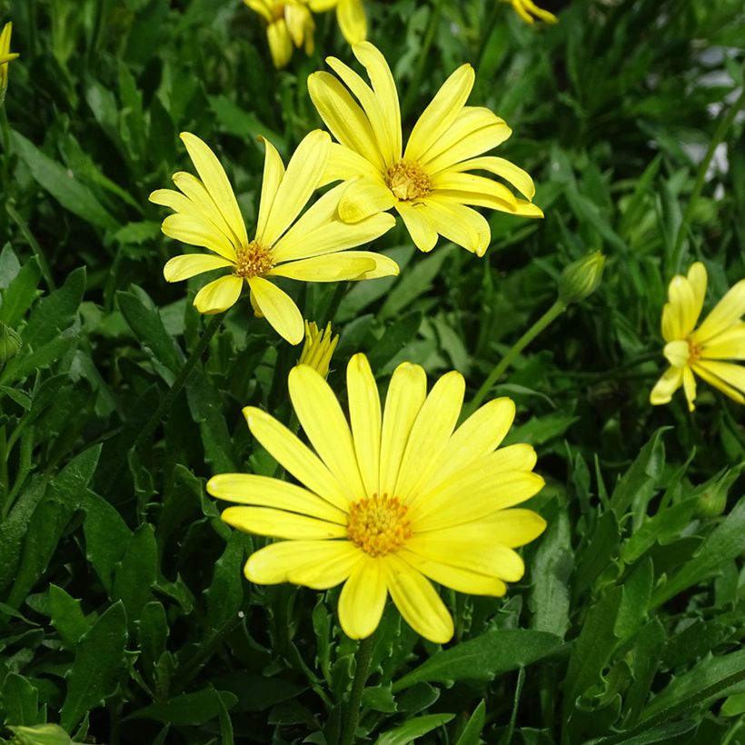 Kapmargerite Voltage Yellow - Osteospermum (Flowering)