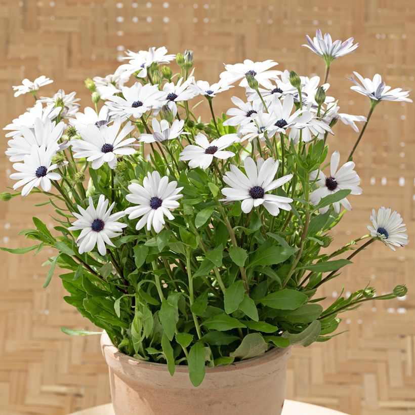 Kapmargerite Glistening White (Samen) - Osteospermum (Plant habit)