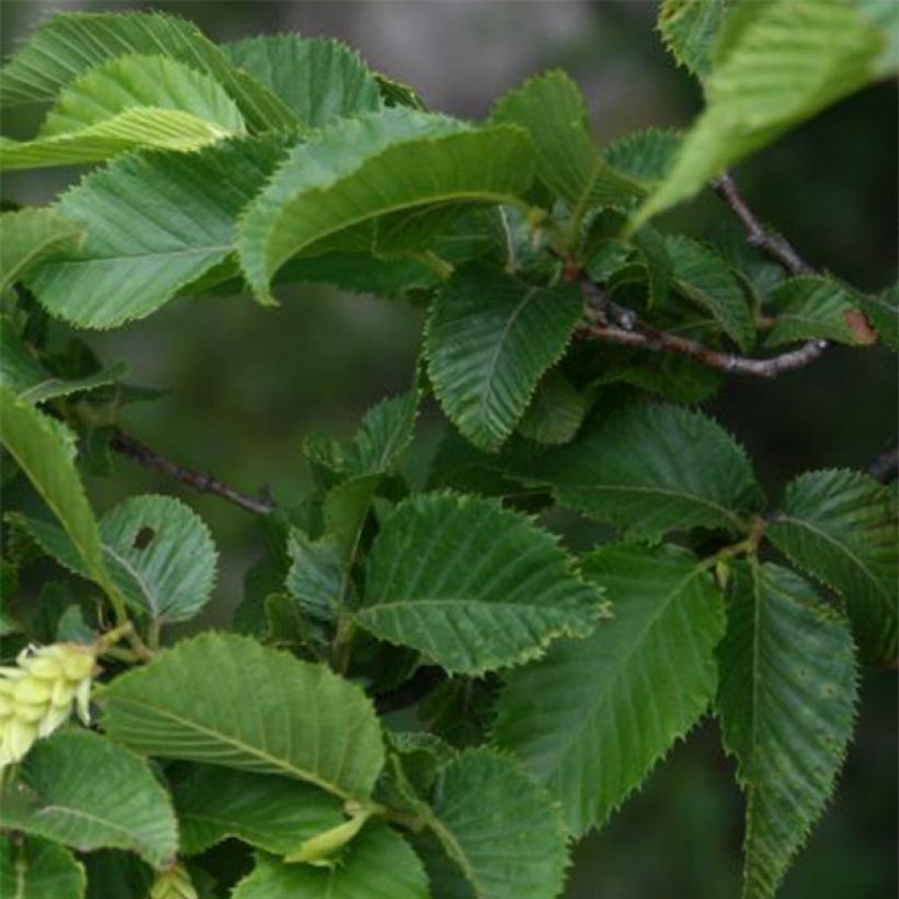 Europäische Hopfenbuche - Ostrya carpinifolia (Foliage)