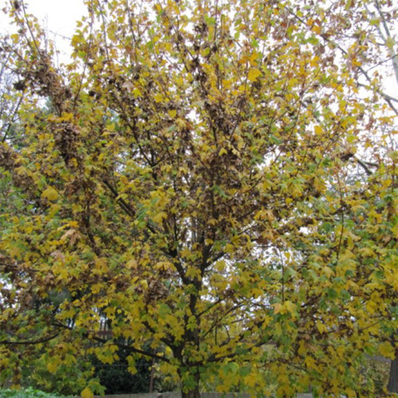 Europäische Hopfenbuche - Ostrya carpinifolia (Plant habit)