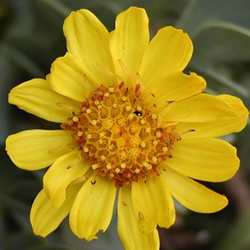 Othonnie - Othonna cheirifolia (Flowering)