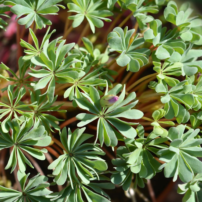 Sauerklee - Oxalis adenophylla (Foliage)