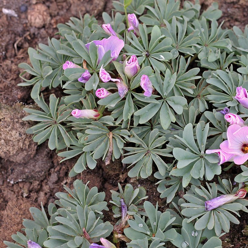 Sauerklee - Oxalis adenophylla (Plant habit)