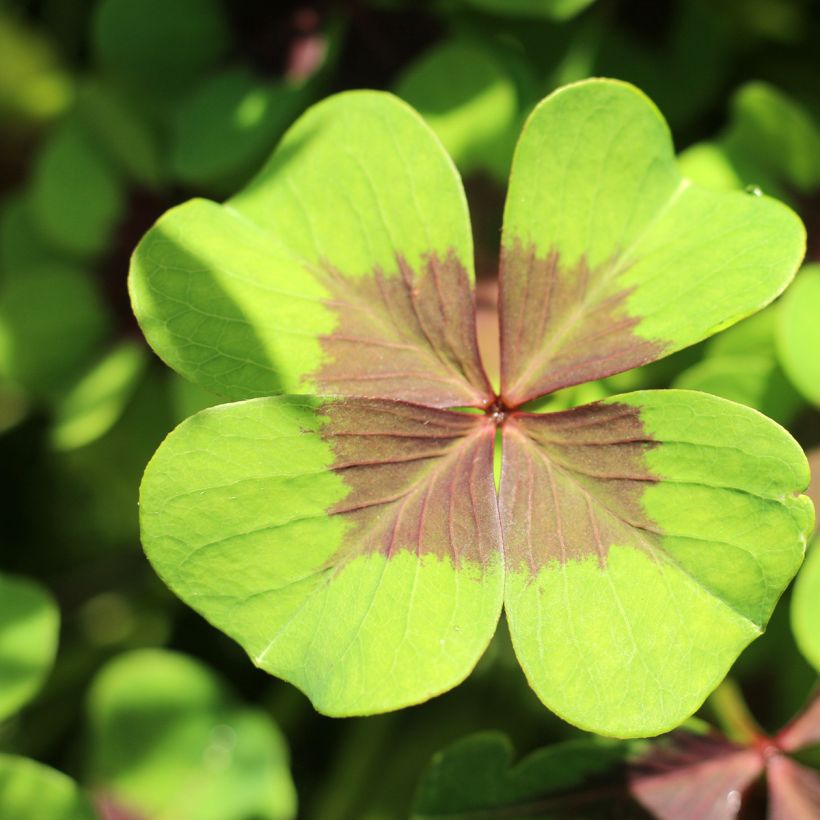 Sauerklee deppei - Oxalis (Foliage)
