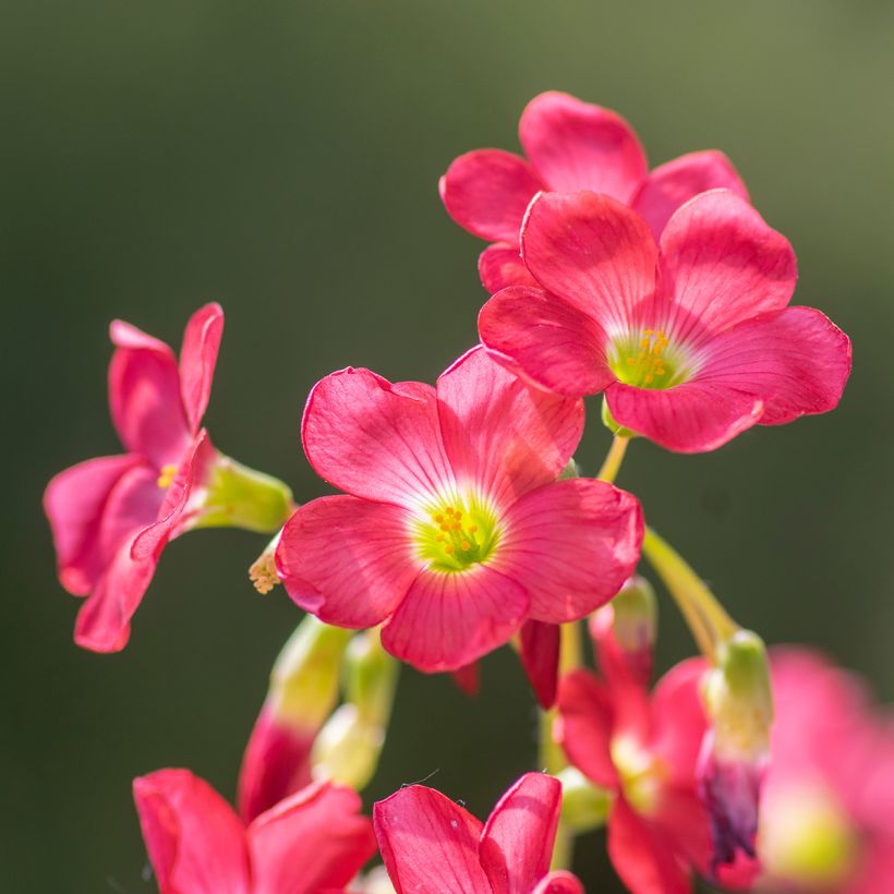 Sauerklee deppei - Oxalis (Flowering)