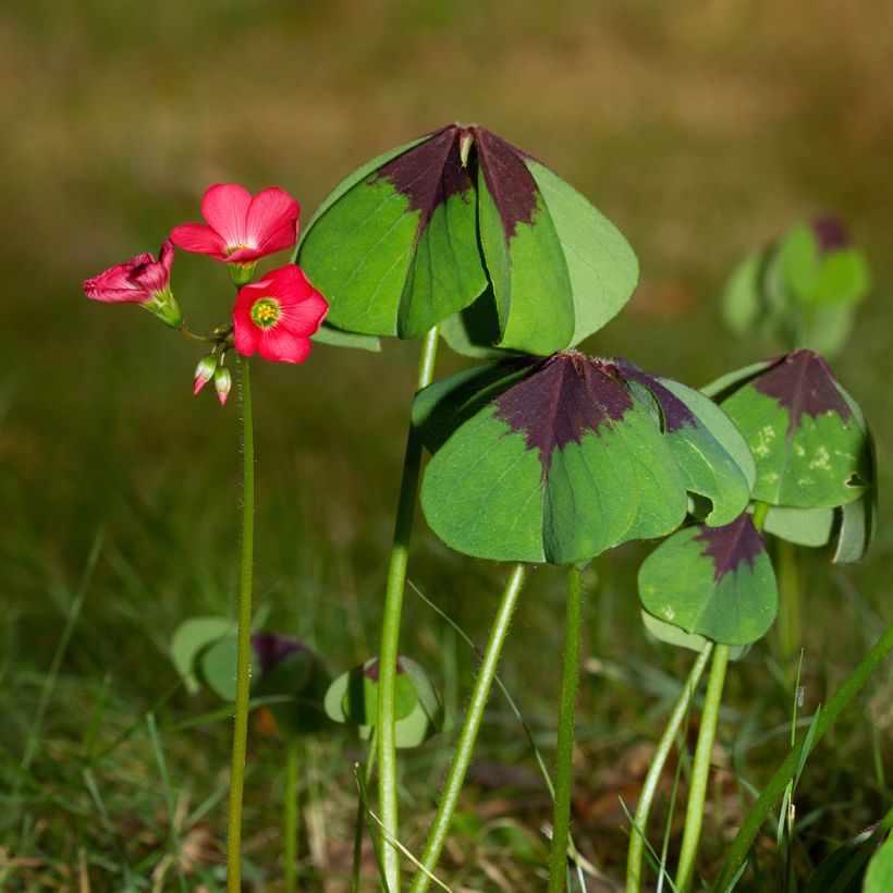 Sauerklee deppei - Oxalis (Plant habit)