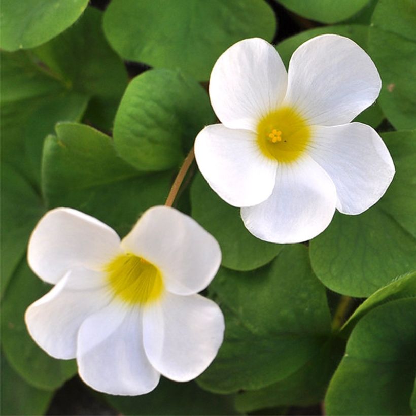 Purpur-Sauerklee Alba - Oxalis purpurea (Flowering)