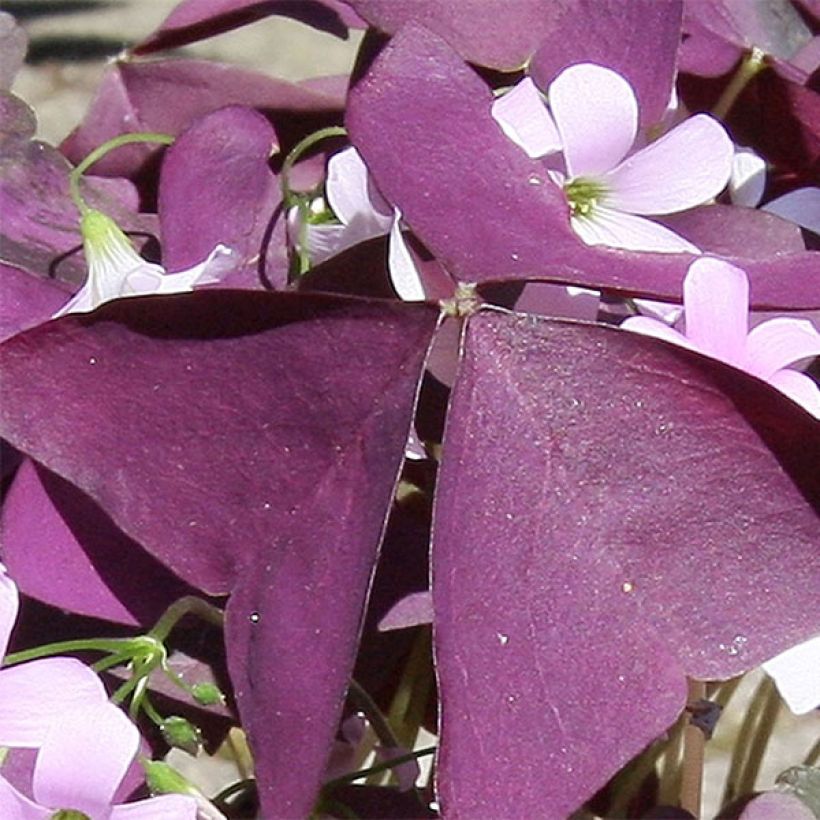 Dreieckiger Glücksklee Atropurpurea - Oxalis triangularis subsp.papilionacea (Foliage)