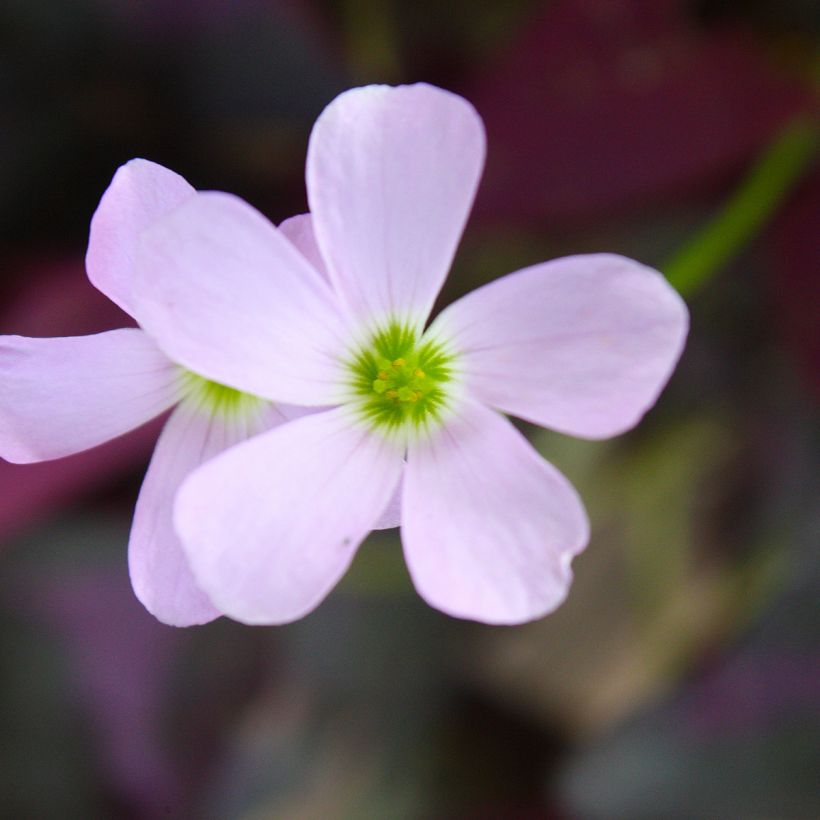 Dreieckiger Glücksklee Atropurpurea - Oxalis triangularis subsp.papilionacea (Flowering)