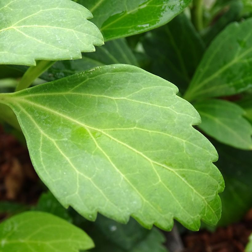 Pachysandra terminalis Green Carpet - Japanischer Ysander (Foliage)