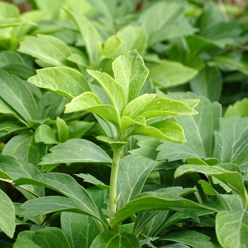 Pachysandra terminalis - Japanischer Ysander (Foliage)