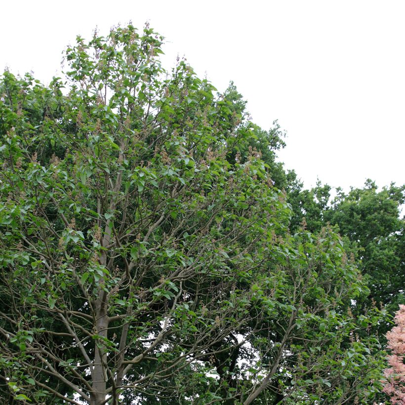 Paulownia fortunei Fast Blue Minfast - Blauglockenbaum (Plant habit)