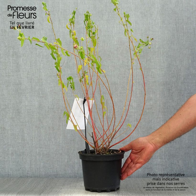 Example of Pavonia hastata - Pavonia Topf mit 2L/3L as you get in automne
