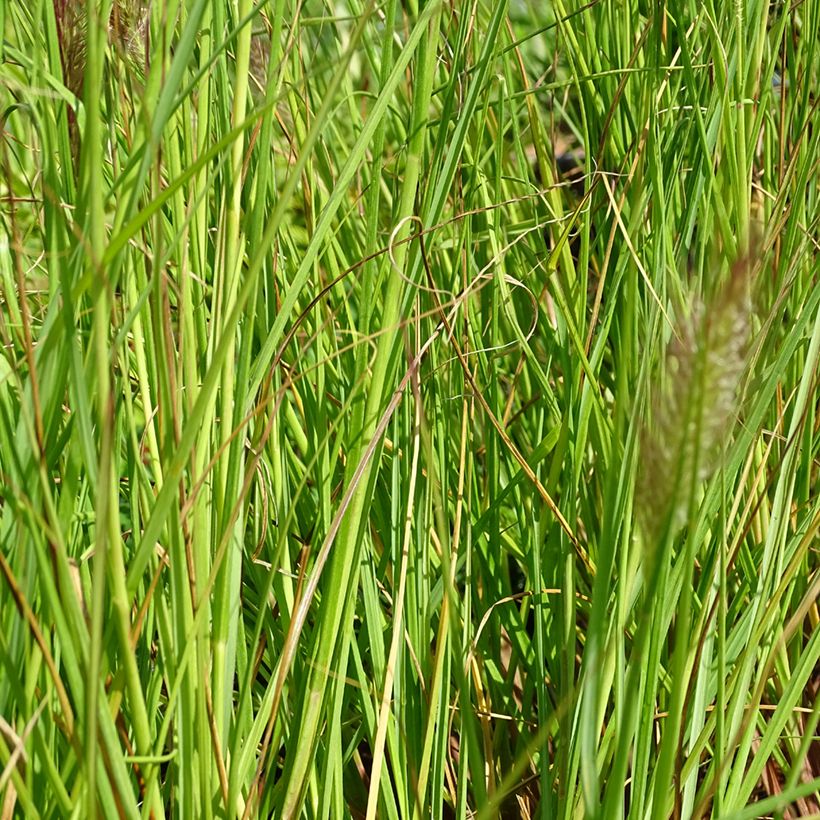 Lampenputzergras Cassian - Pennisetum alopecuroïdes (Foliage)