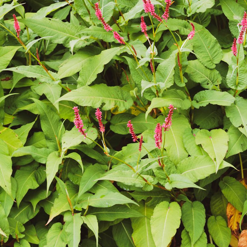 Kerzenknöterich Amethyst - Bistorta amplexicaulis (Foliage)