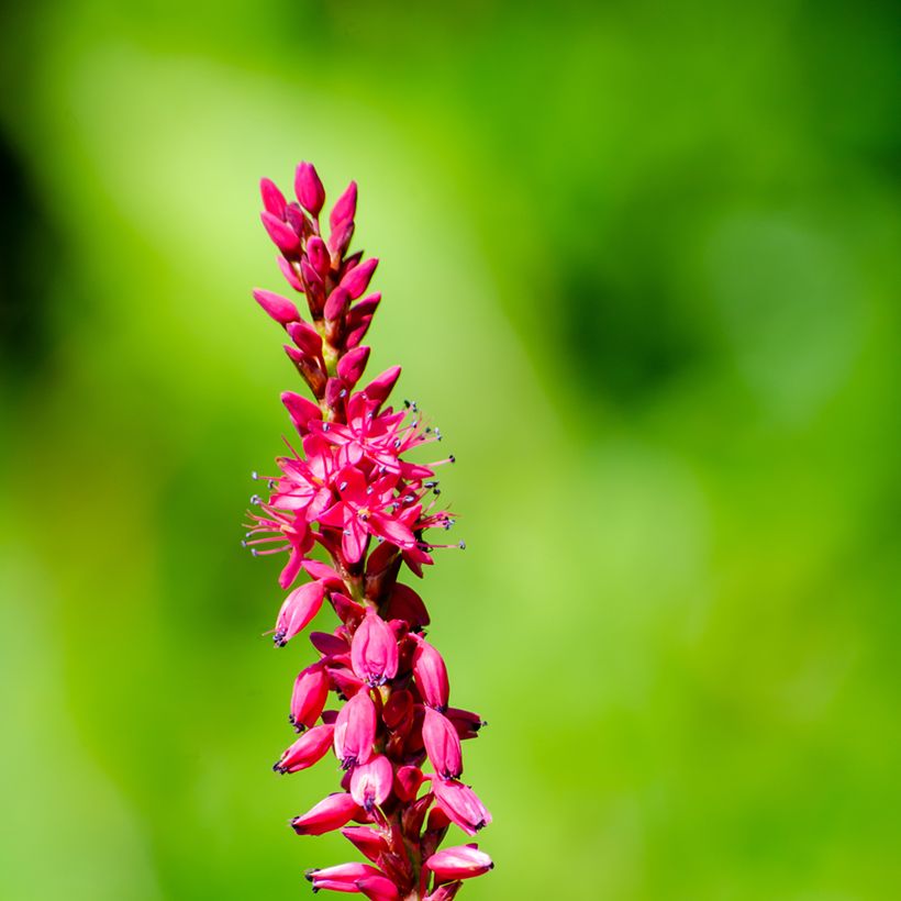 Kerzenknöterich Amethyst - Bistorta amplexicaulis (Flowering)