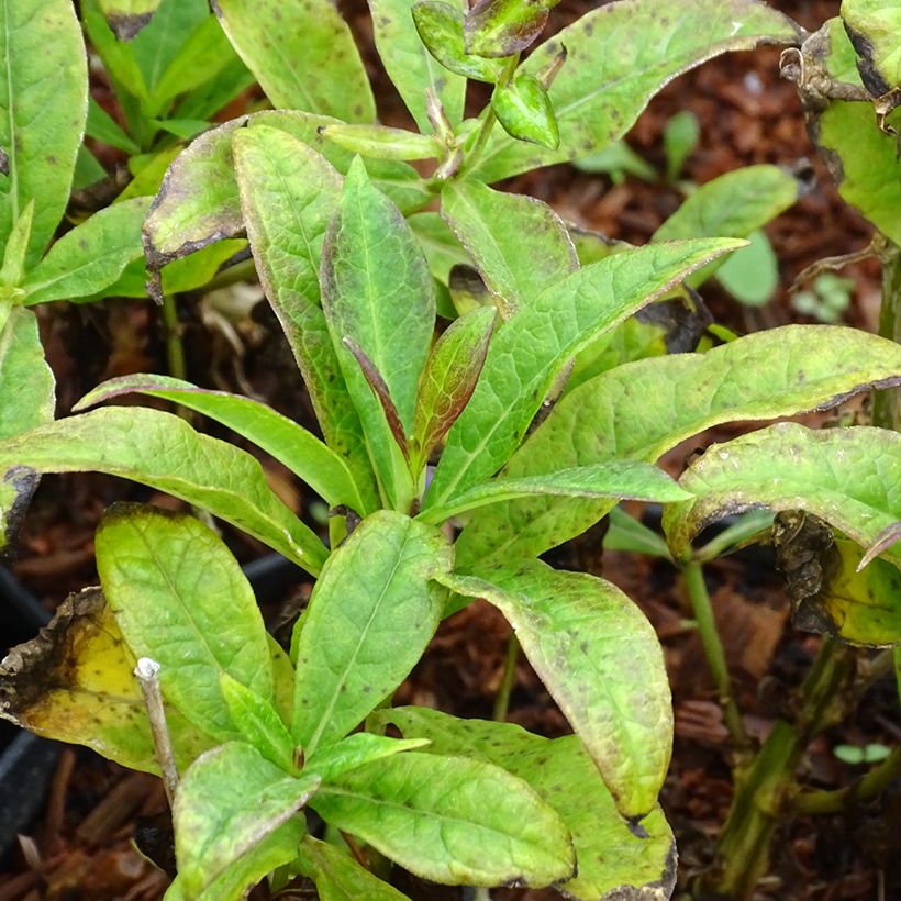 Hohe Flammenblume Amethyst - Phlox paniculata (Foliage)