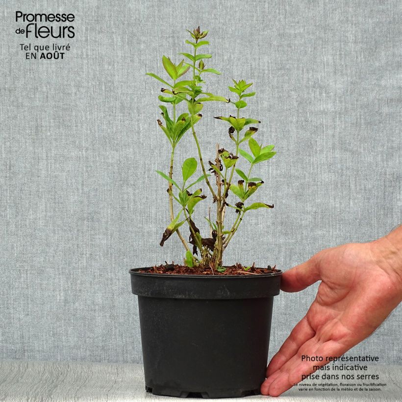 Exemplar von Hohe Flammenblume Amethyst - Phlox paniculata Topf mit 2L/3L wie im Sommer geliefert