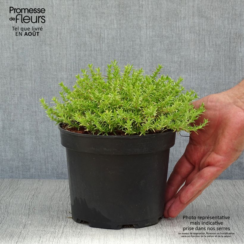 Exemplar von Polsterphlox Lilac Cloud - Phlox douglasii Topf mit 2L/3L wie im Sommer geliefert
