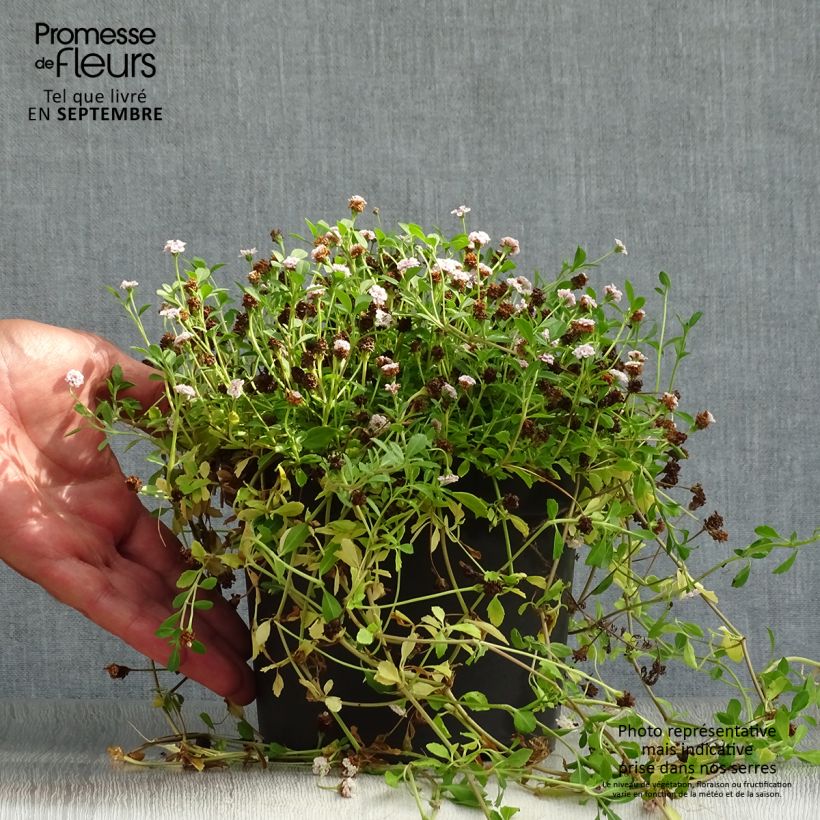 Example of Phyla nodiflora - Teppichverbene Topf mit 2L/3L as you get in automne