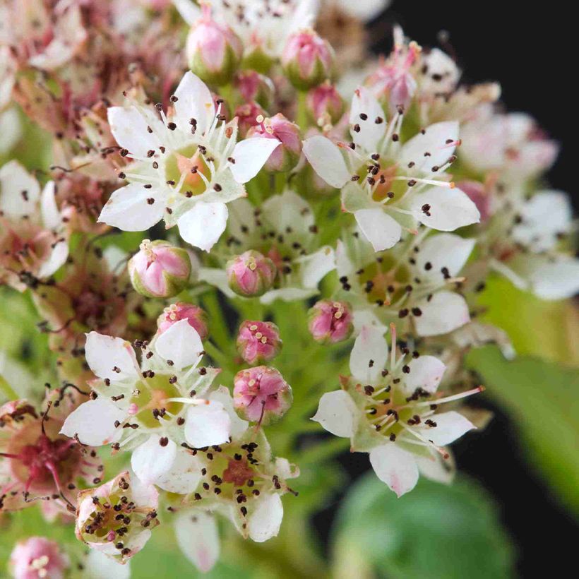 Blasenspiere Raspberry Lemonade - Physocarpus (Flowering)