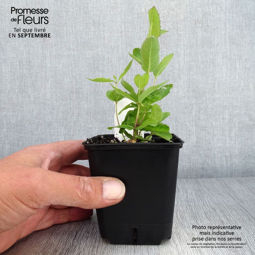 Example of Ballonblume Fuji Blue - Platycodon grandiflorus Kleine Töpfe von 8/9 cm as you get in automne