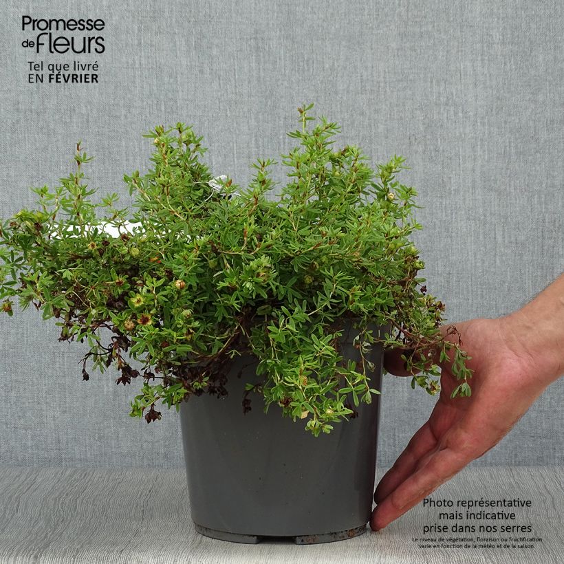Example of Fingerstrauch Red joker - Potentilla fruticosa Topf mit 3L/4L as you get in automne