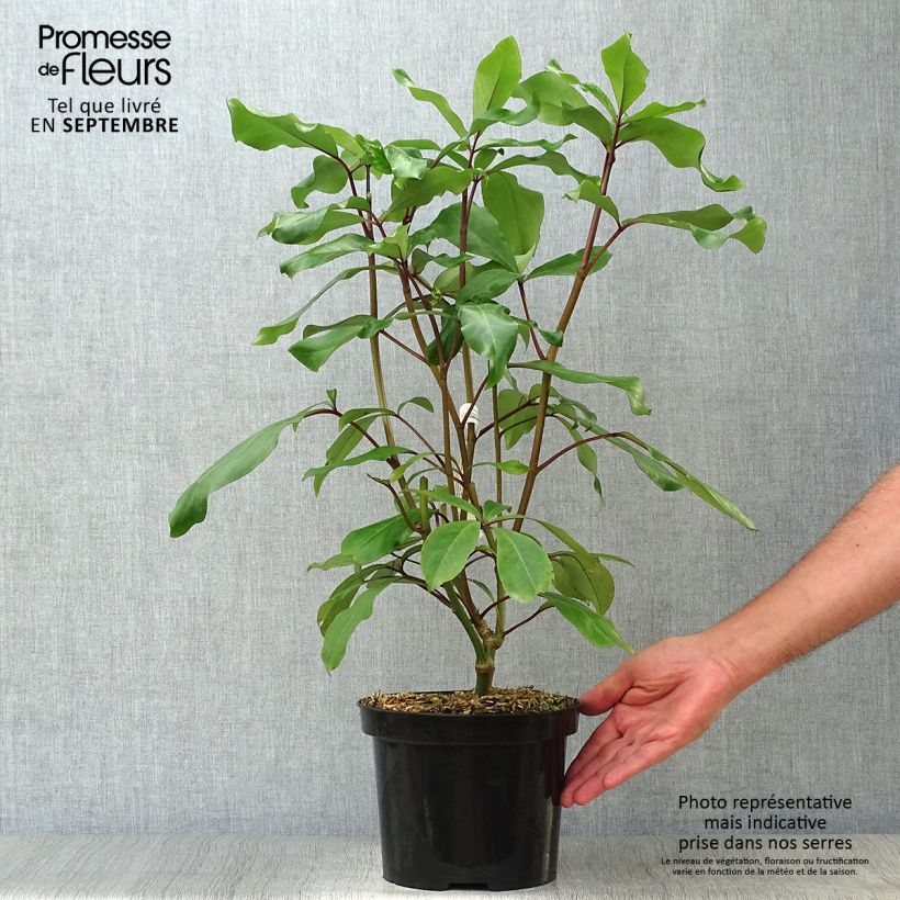 Example of Pseudopanax laetus Topf mit 3L/4L as you get in automne