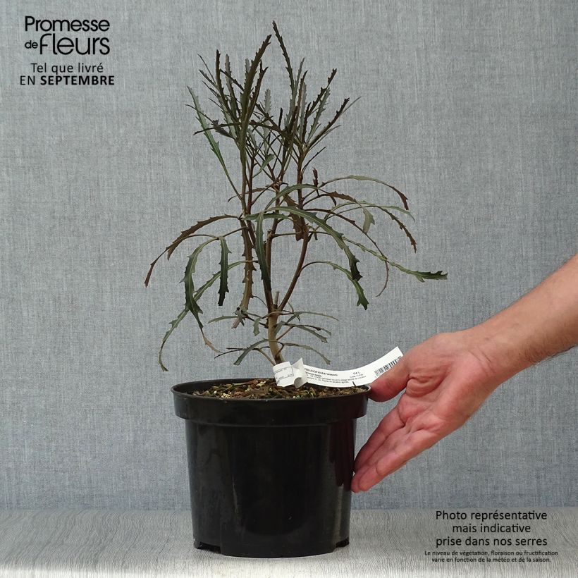 Example of Pseudopanax Bronze Eagle Topf mit 3L/4L as you get in automne
