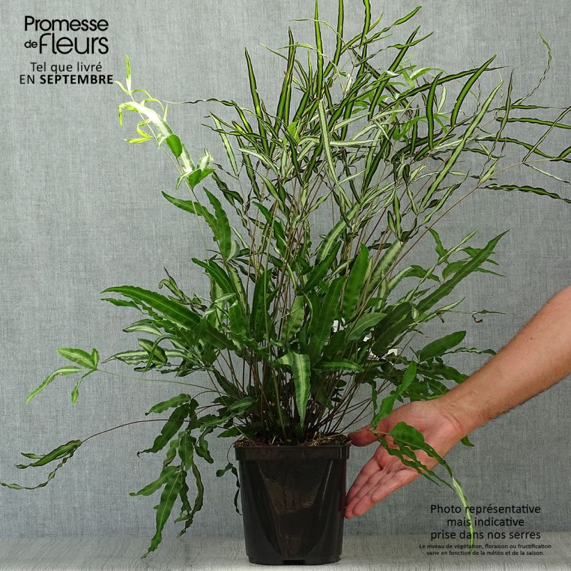 Example of Pteris nipponica - Japanische Saumfarn Topf mit 3L/4L as you get in automne