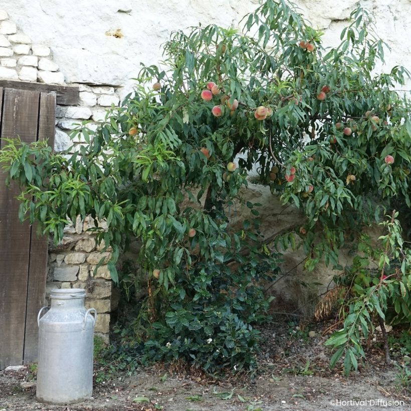 Pfirsich Golden Caesar (Wuchs)