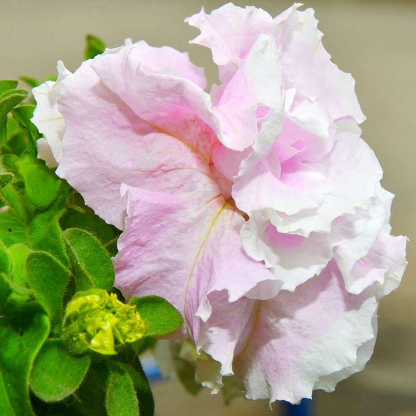 Petunia Cascade Pink Orchid Mist (Samen) (Flowering)