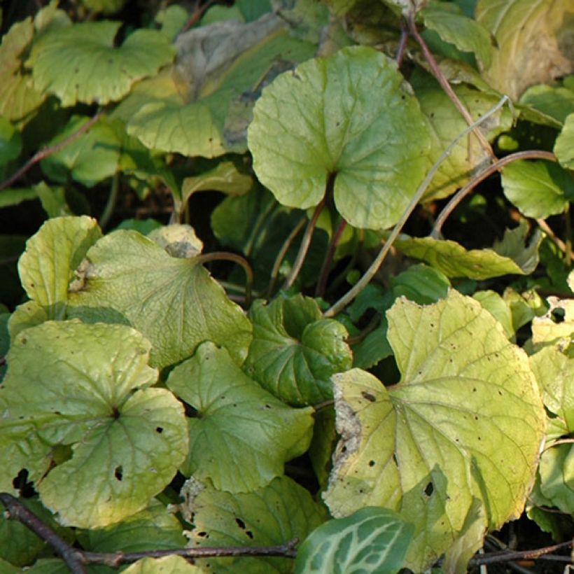 Pachyphragma macrophyllum - Großblättriges Täschelkraut (Foliage)