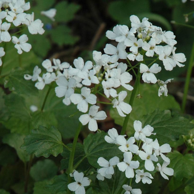 Pachyphragma macrophyllum - Großblättriges Täschelkraut (Flowering)