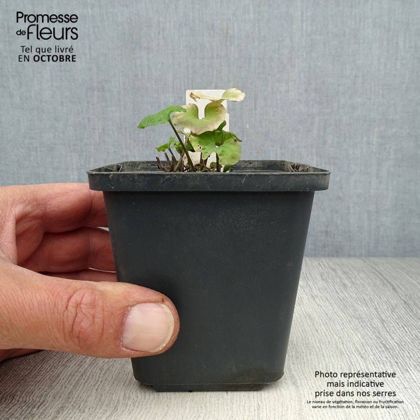 Example of Pachyphragma macrophyllum - Großblättriges Täschelkraut Kleine Töpfe von 8/9 cm as you get in automne