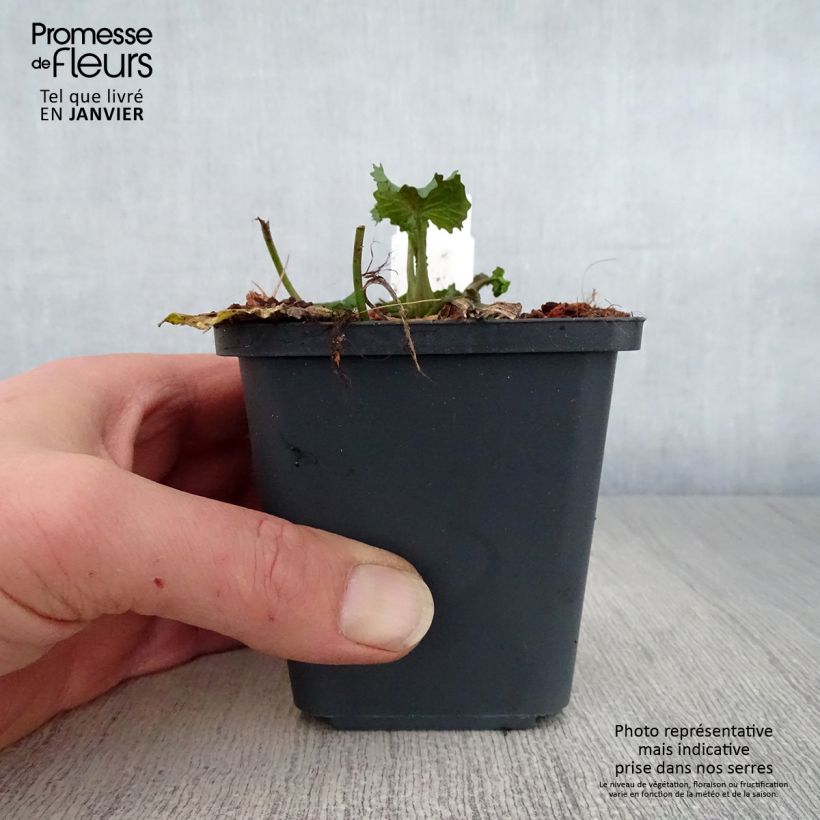 Exemplar von Pachyphragma macrophyllum - Großblättriges Täschelkraut Kleine Töpfe von 8/9 cm wie im Winter geliefert