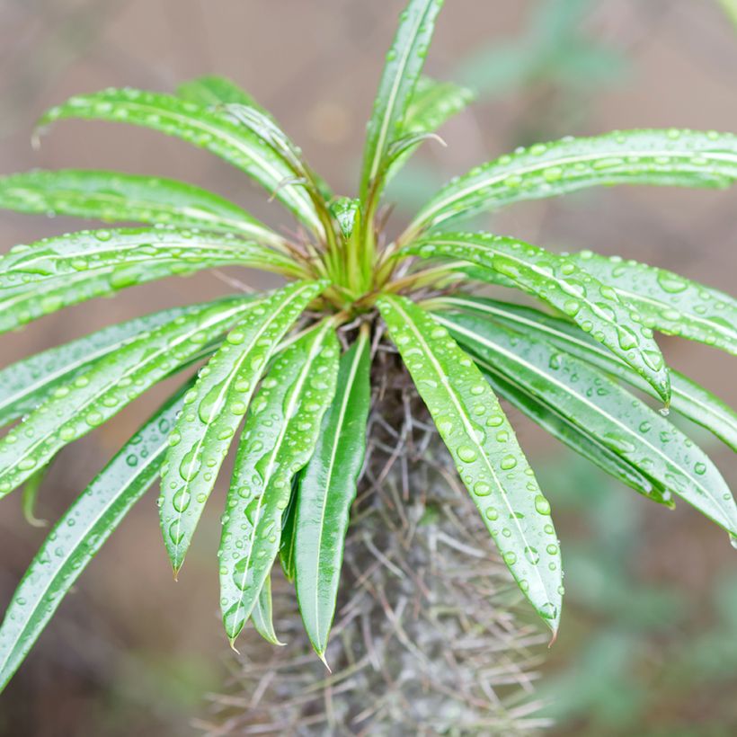 Madagaskarpalme - Pachypodium lamerei (Foliage)