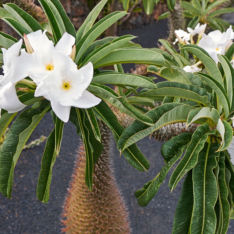 Madagaskarpalme - Pachypodium lamerei (Flowering)