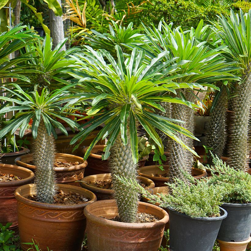 Madagaskarpalme - Pachypodium lamerei (Plant habit)