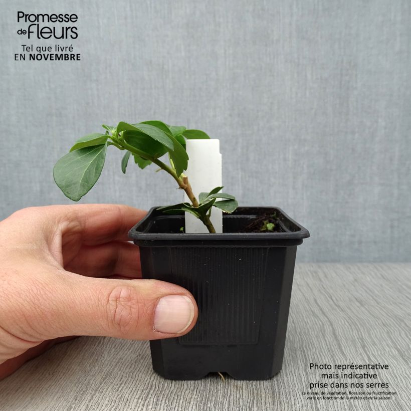 Example of Pachysandra terminalis - Japanischer Ysander Kleine Töpfe von 8/9 cm as you get in automne