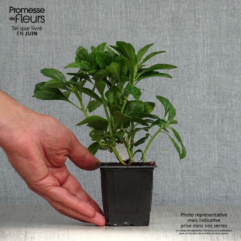 Example of Pachysandra terminalis Green Carpet - Japanischer Ysander Kleine Töpfe von 8/9 cm as you get in ete