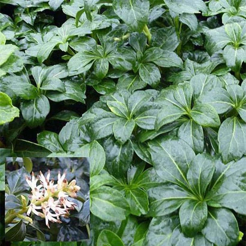 Pachysandra terminalis Green Sheen - Japanischer Ysander (Foliage)