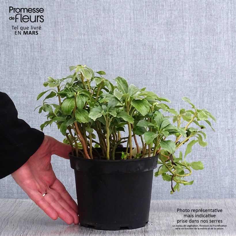 Example of Pachysandra terminalis Green Sheen - Japanischer Ysander Topf mit 2L/3L as you get in hiver